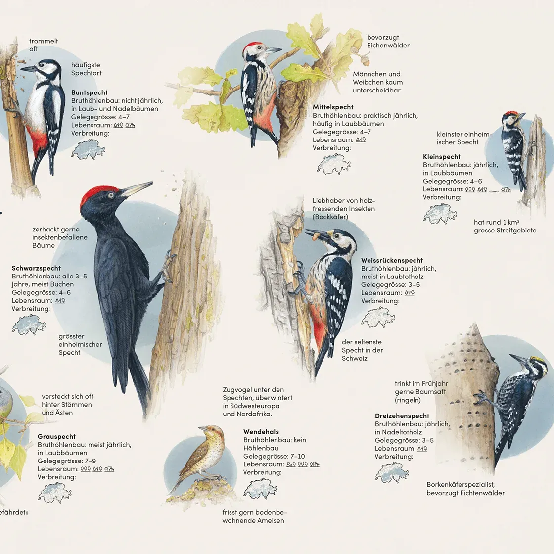 Scientific Illustrations – Ornithological Themes