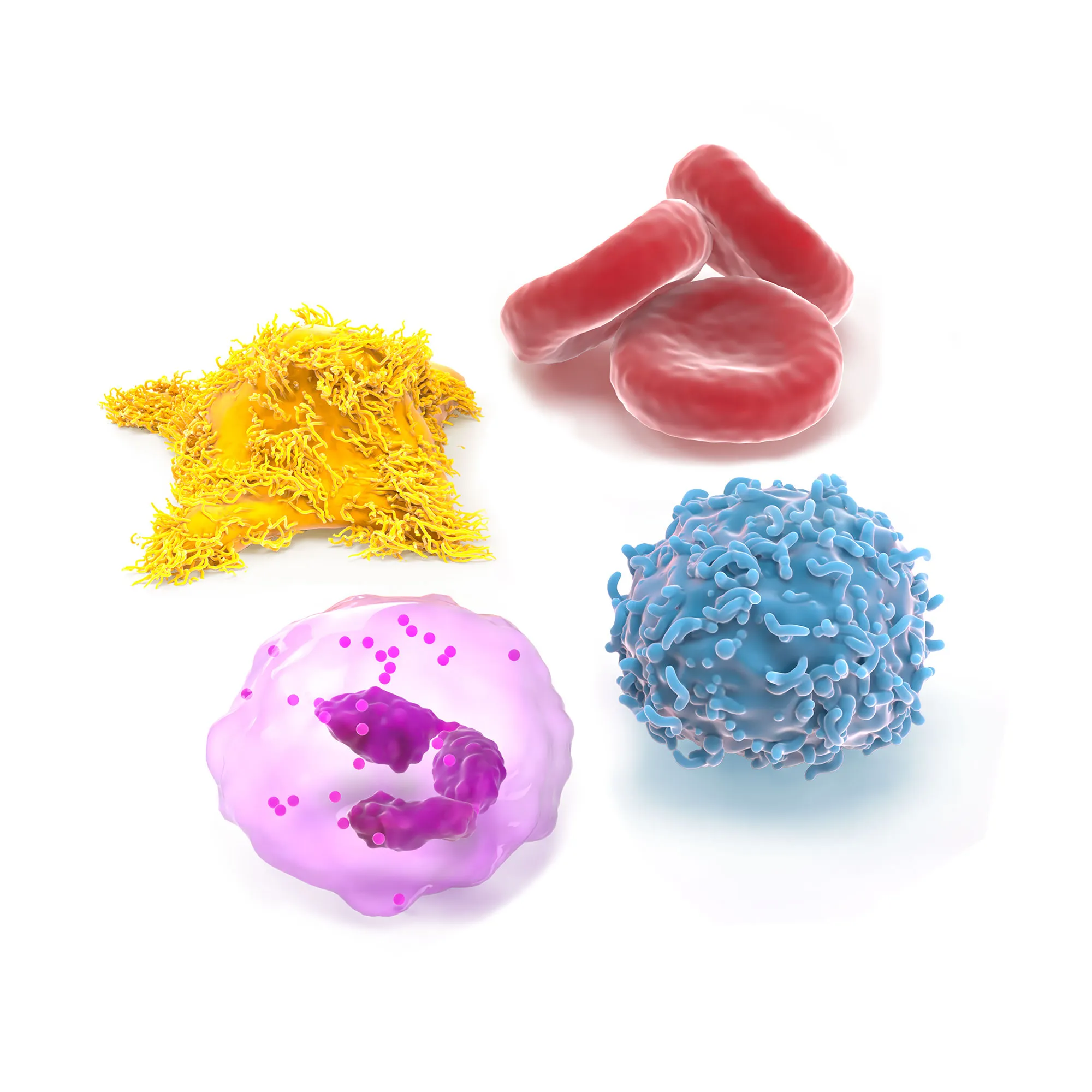 Types of cells involved in cartilage regeneration