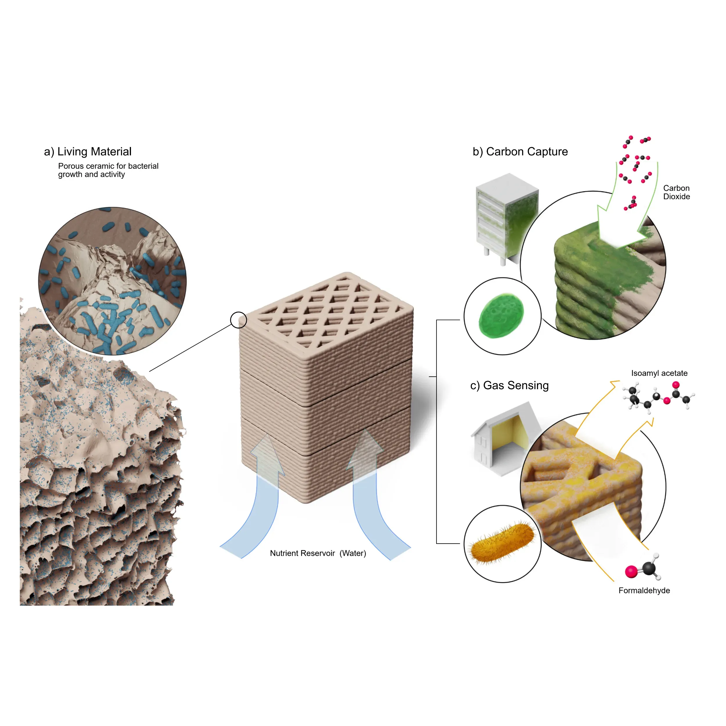 Living Porous Ceramics
