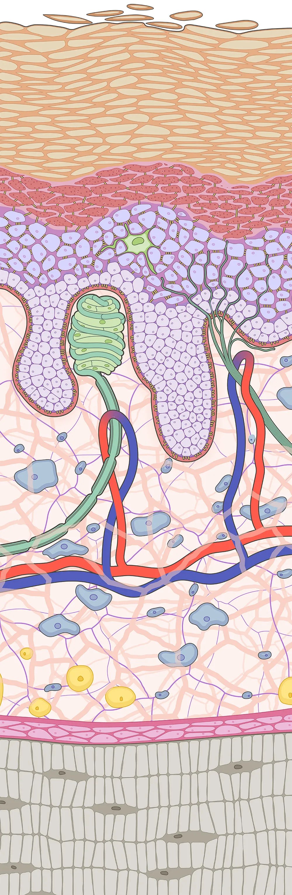 Cell layers of the gingiva