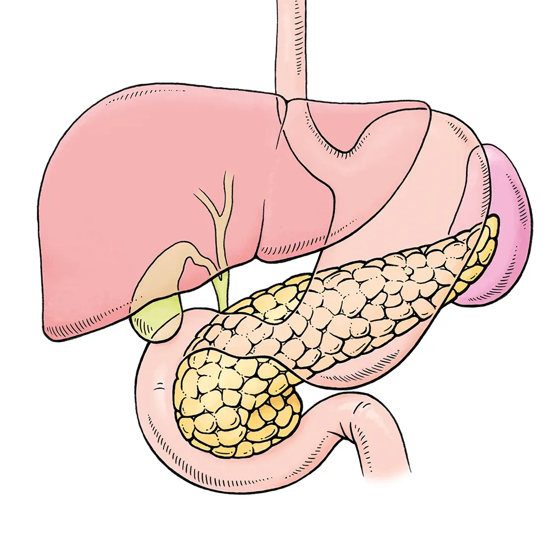 Medical Illustration – Pancreas